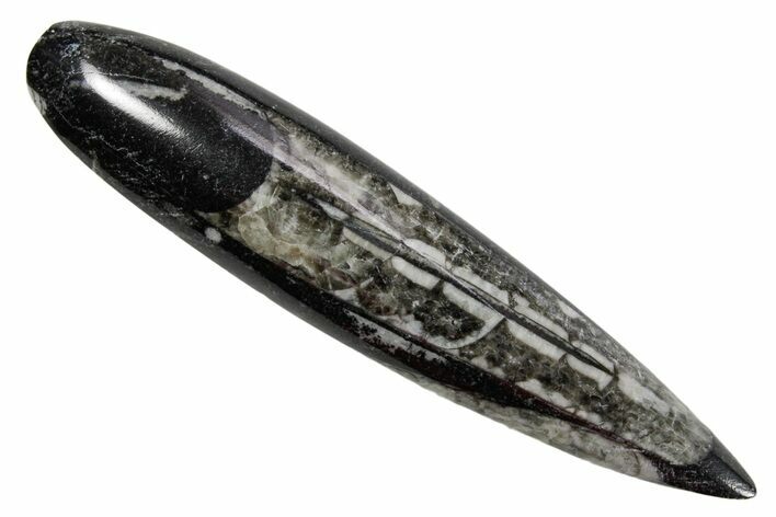 Polished Fossil Orthoceras (Cephalopod) - Morocco #363836